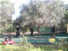 Raccolta delle olive